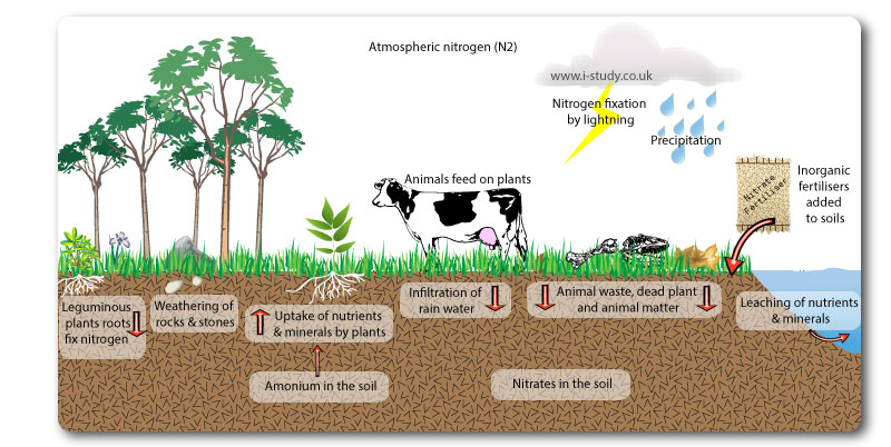 IB Environmental systems nitrogen cycle